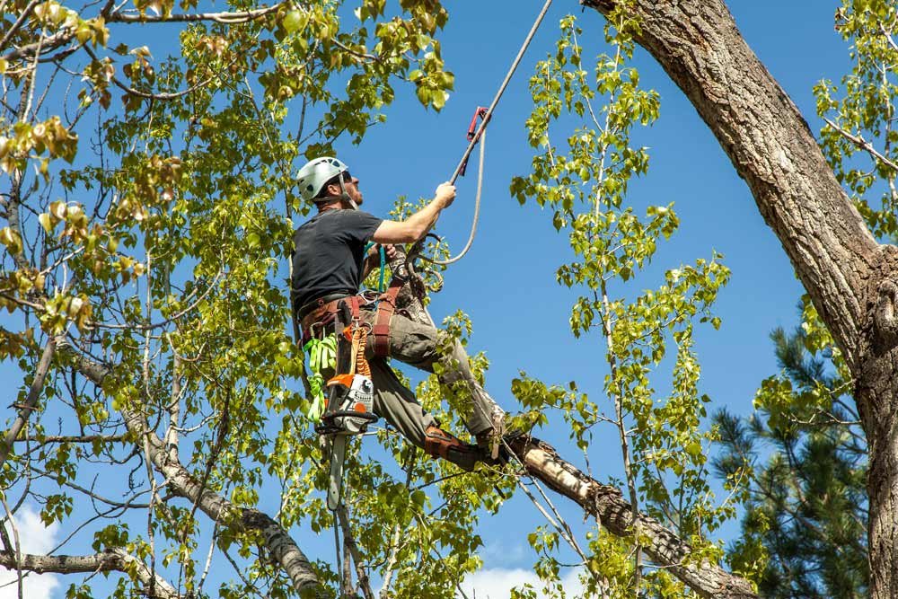 Unlock Your Trees Potential The Benefits Of Tree Pruning Explained