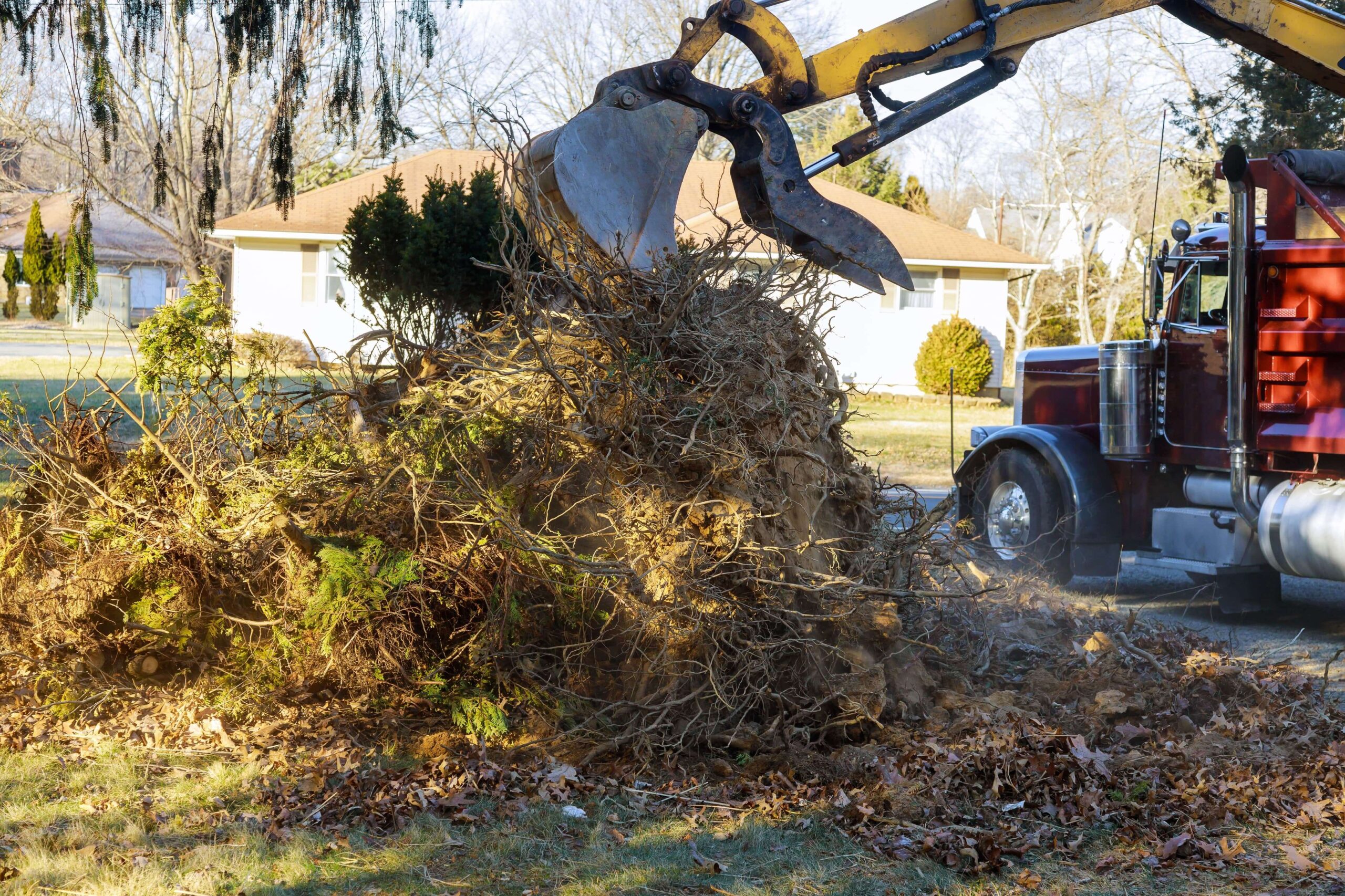 Tree Removal Buffalo