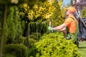 Read more about the article Benefits Of Tree Trimming In Buffalo By Professionals