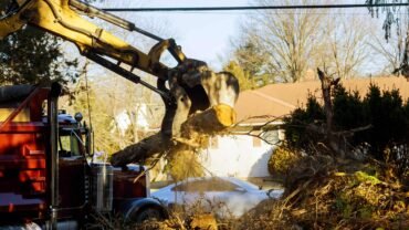 Why Do You Need Tree Service Buffalo NY