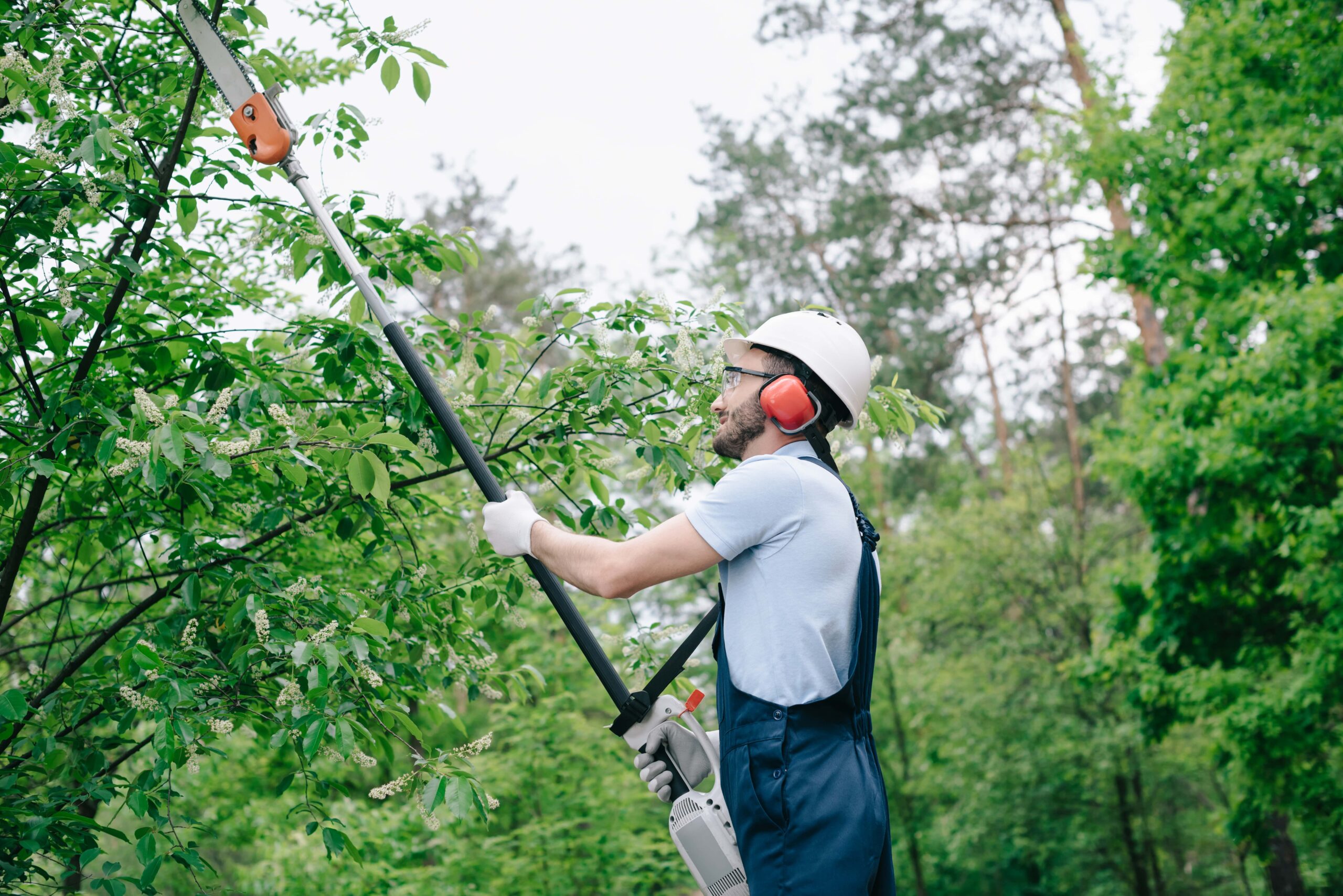Tree Trimming Buffalo