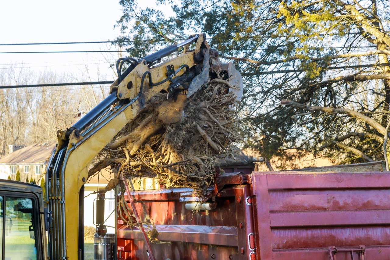 Read more about the article Best Tree Removal in Buffalo NY: The Legal Part to Deal With
