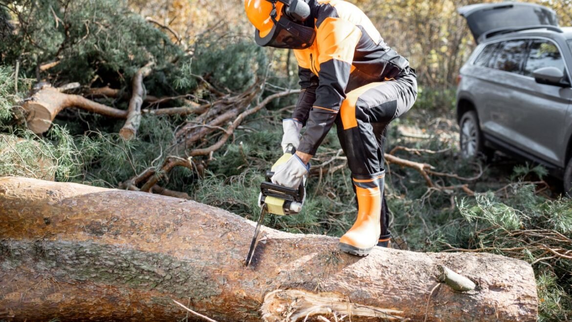 6 Signs that Tell ‘It’s Time to Hire the Best Tree Removal in Buffalo NY’