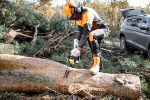 Read more about the article 6 Signs that Tell ‘It’s Time to Hire the Best Tree Removal in Buffalo NY’