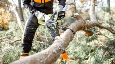 What to Expect Before and During Professional Tree Service In Buffalo?