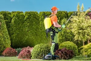 Read more about the article Avail the Benefits By Hiring the Best Tree Service Buffalo NY this Winter
