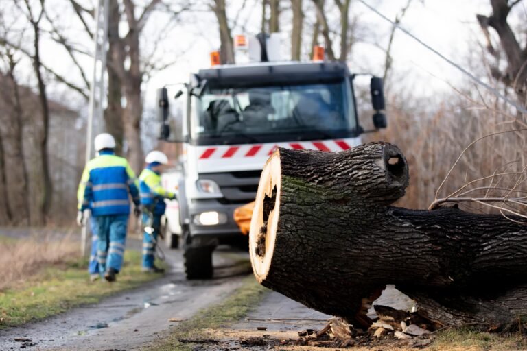 Best Tree Removal in Buffalo NY