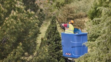 Best Tree Service Buffalo NY: 6 Key Questions to Ask Them