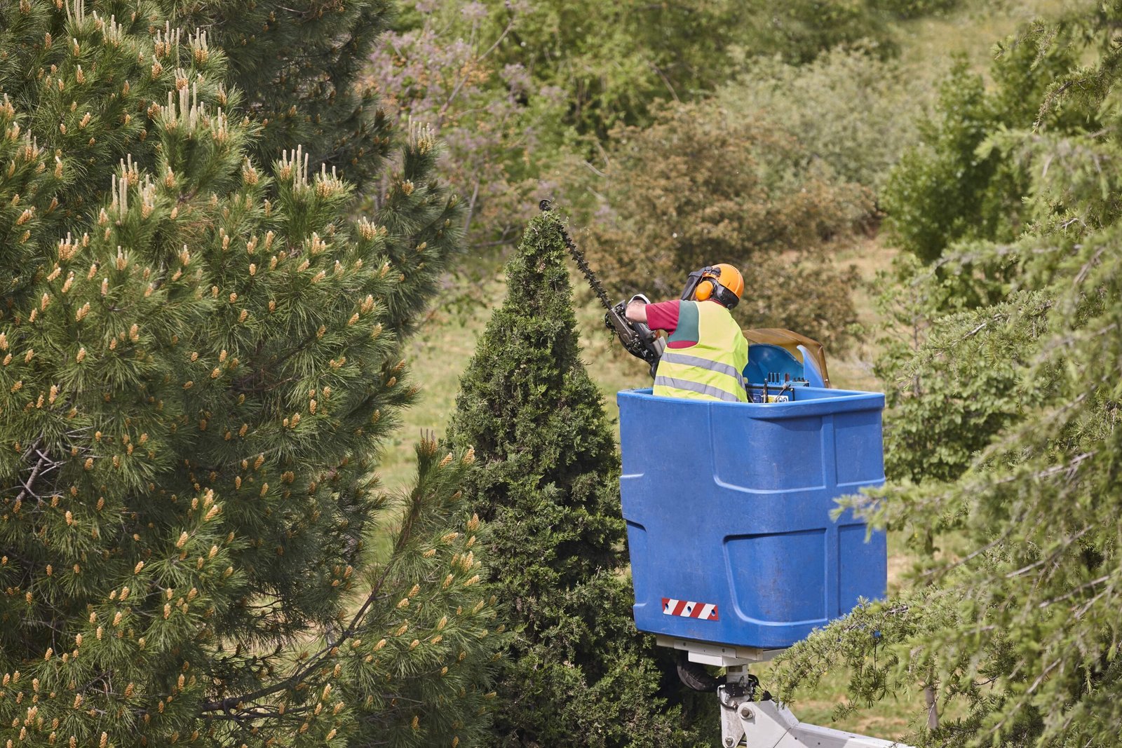 Read more about the article Best Tree Service Buffalo NY: 6 Key Questions to Ask Them