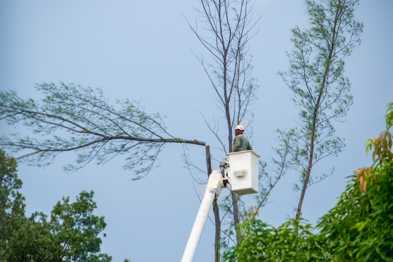 Read more about the article How Best Tree Service Near Me Buffalo NY Keeps my Yard Bright & Healthy