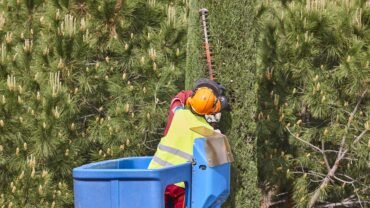 Why is Tree Service in Buffalo so expensive?