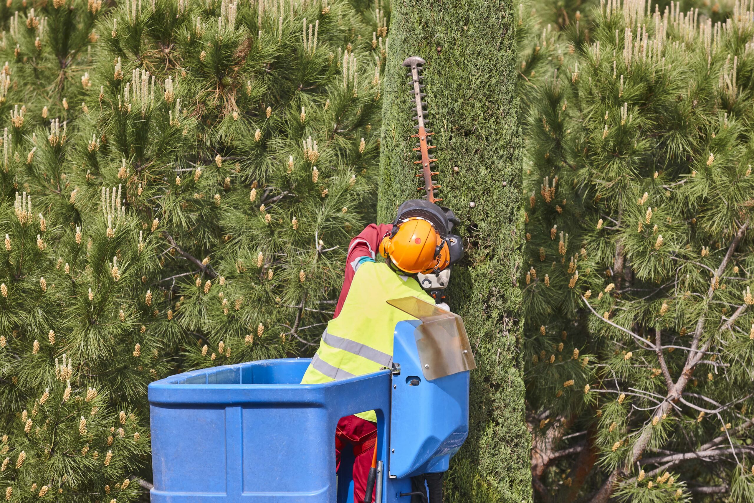 Tree Service In Buffalo