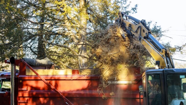 Planning to Enhance your Front Yard? Check Out the Best Trees to Plant