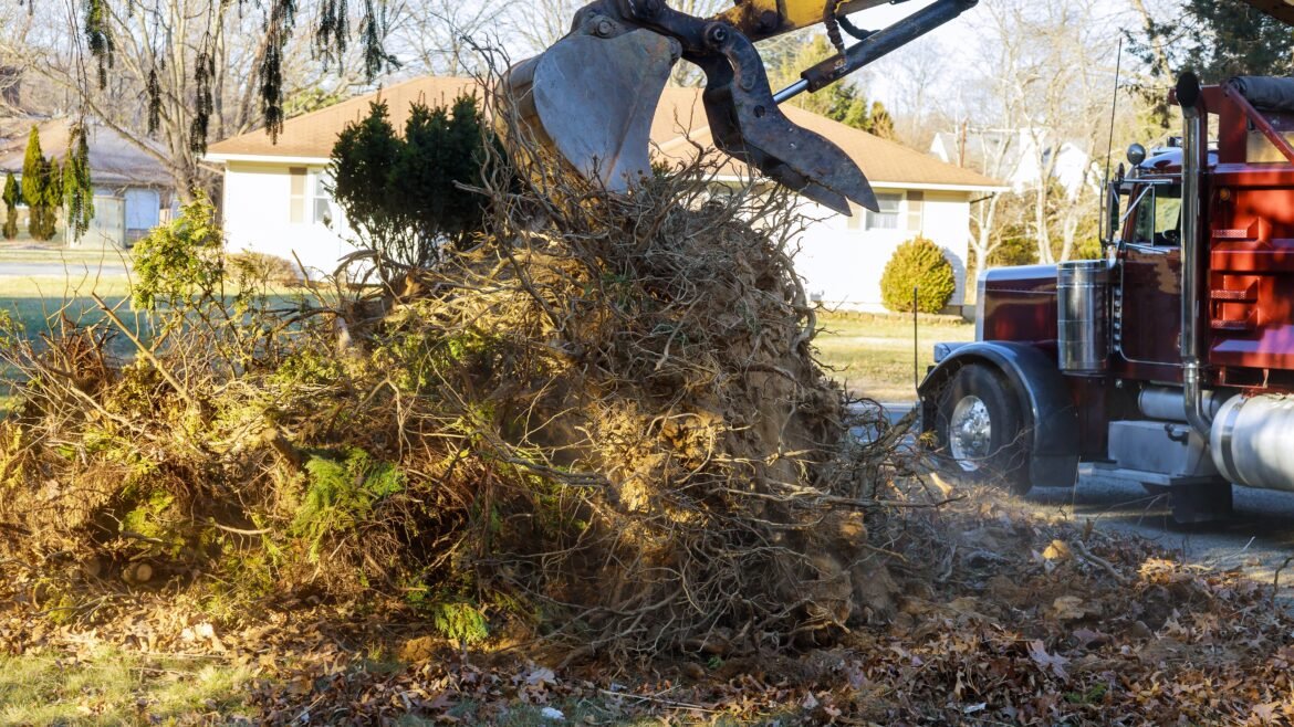 Where Does The Tree Roots Go After Stump Removal Service?