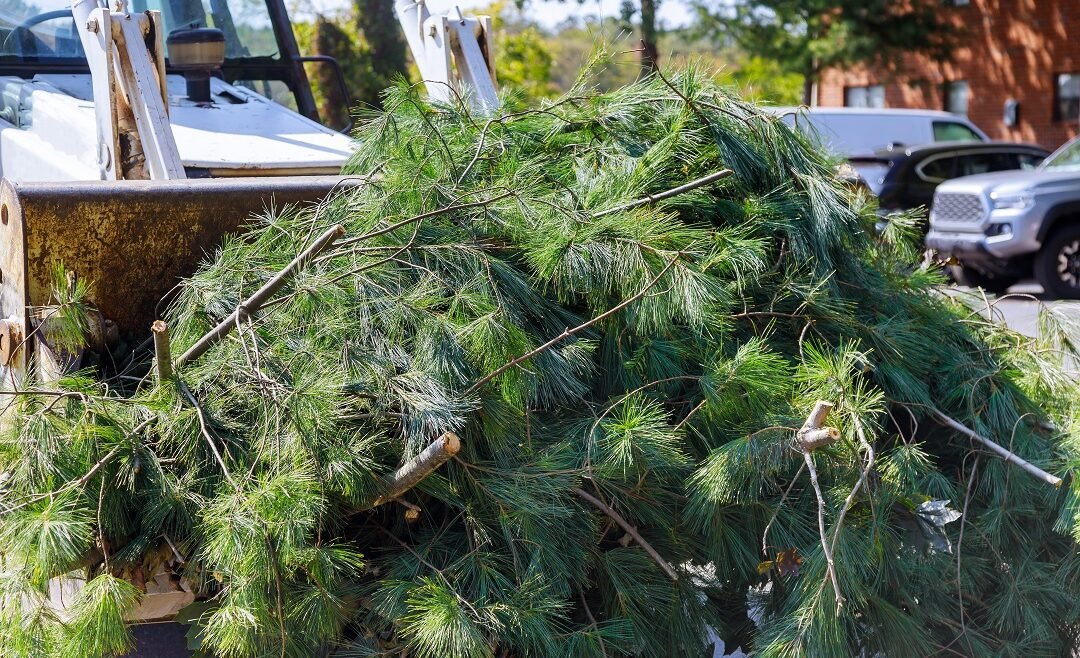 Wondering How Much A Tree Removal Service Could Cost? Let’s Find Out!