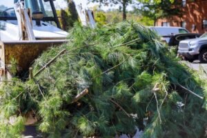 Read more about the article Wondering How Much A Tree Removal Service Could Cost? Let’s Find Out!