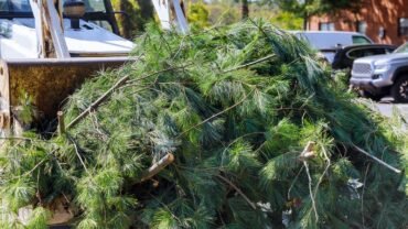 Wondering How Much A Tree Removal Service Could Cost? Let’s Find Out!