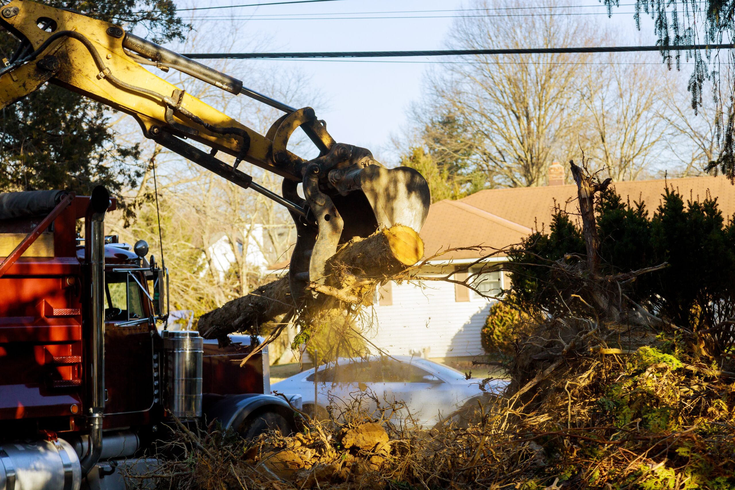 Best Tree Removal In Buffalo