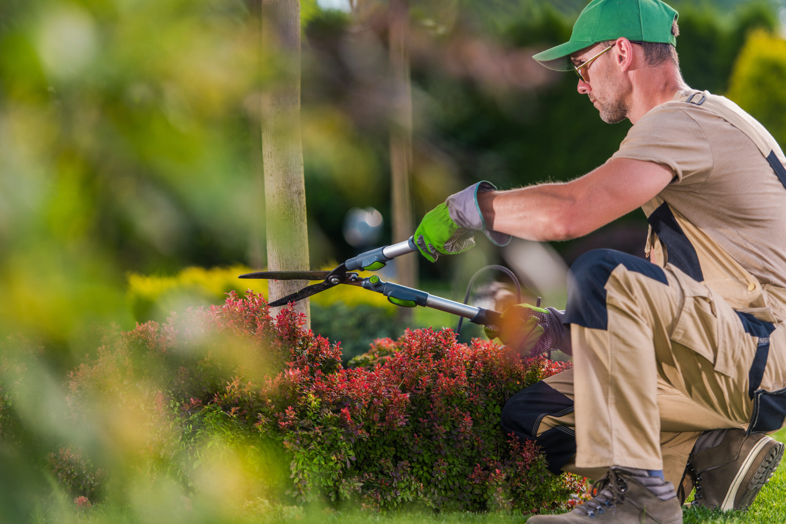 tree trimming service
