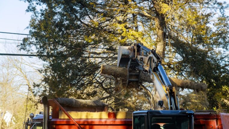 What Wondrous Benefits Does Tree Removal Services Bring For You And The Environment?