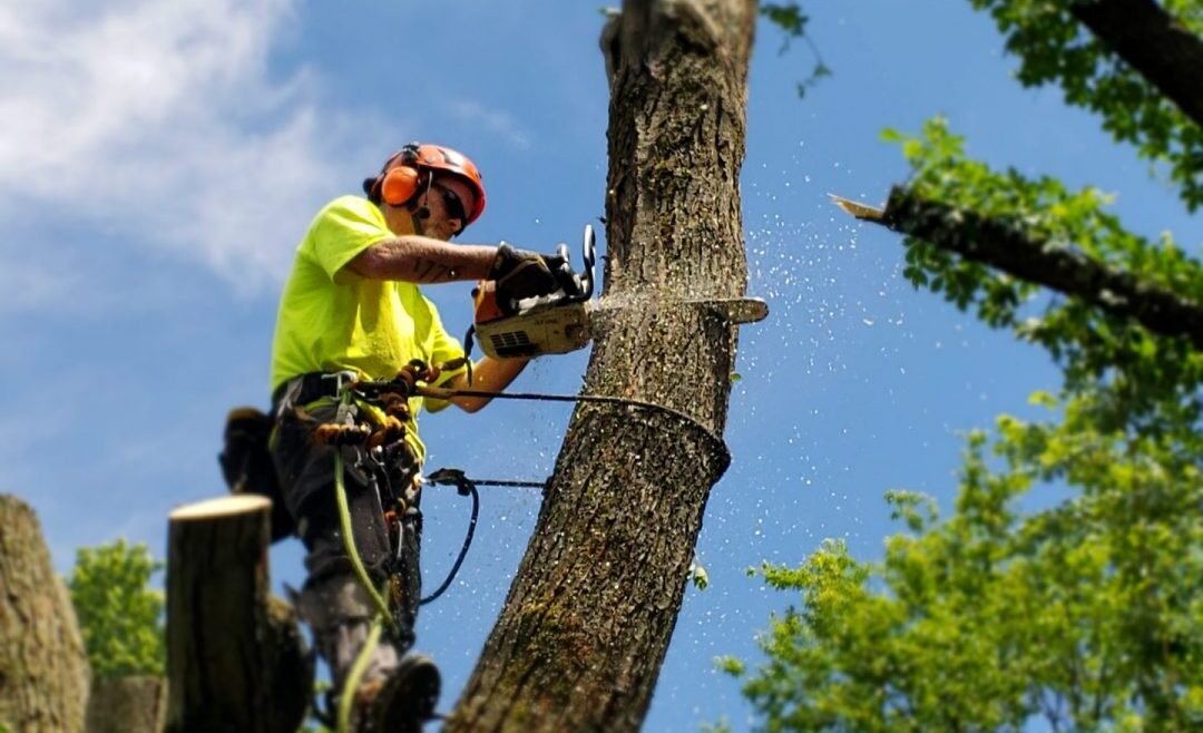Find A Reliable Tree Removal Company With These Quick Tips