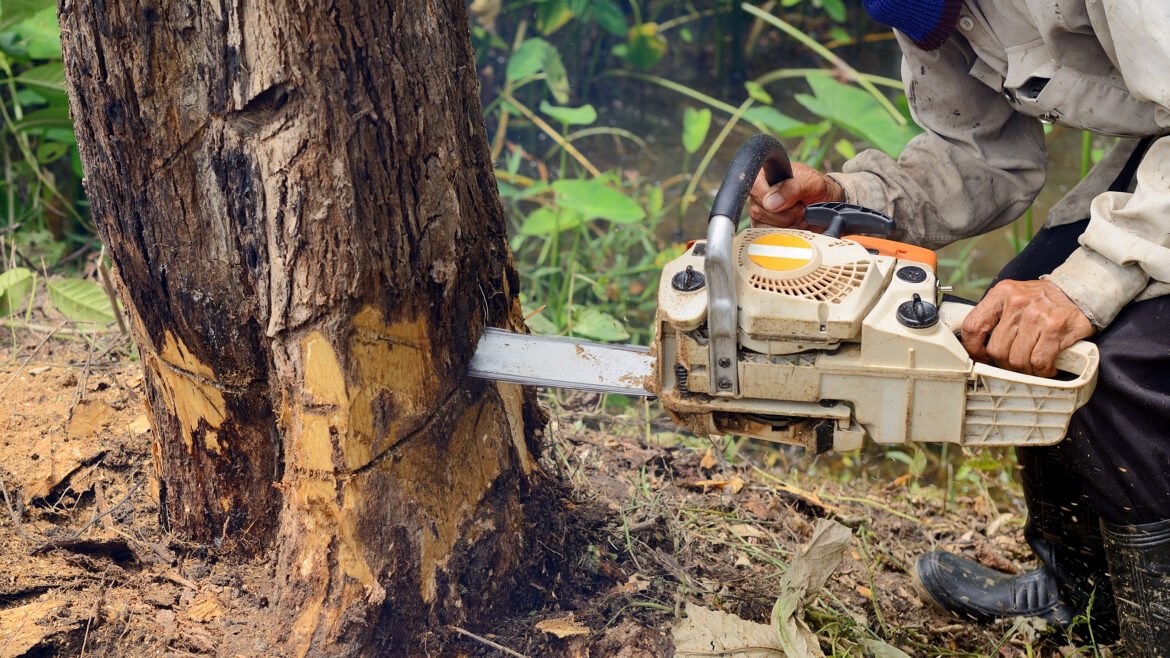 Stump Grinding