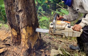 Read more about the article Benefits Of Hiring A Professional Tree Removal Service