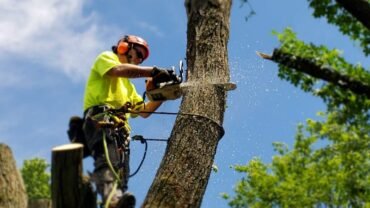 Find A Reliable Tree Removal Company With These Quick Tips