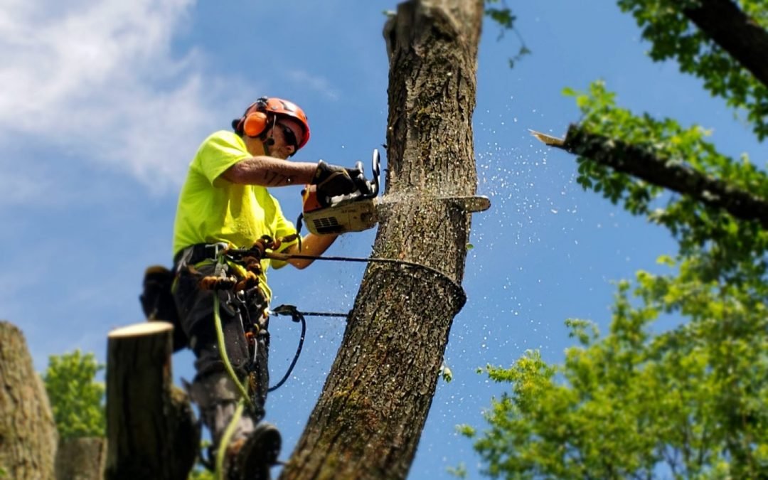 Read more about the article Find A Reliable Tree Removal Company With These Quick Tips