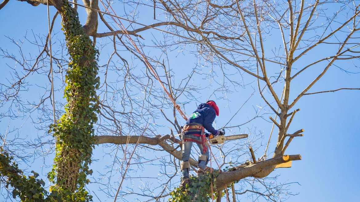 Crisis Situations That Calls For  Urgent Tree Removal Services