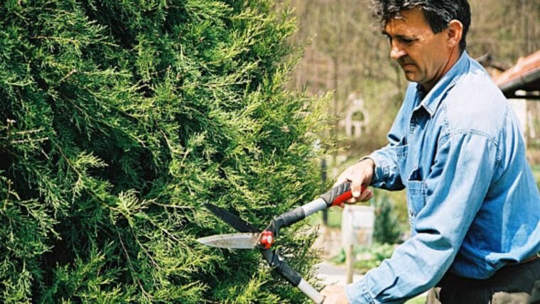 Tree Trimming: Convincing Reasons On Why You Should Hire Professionals