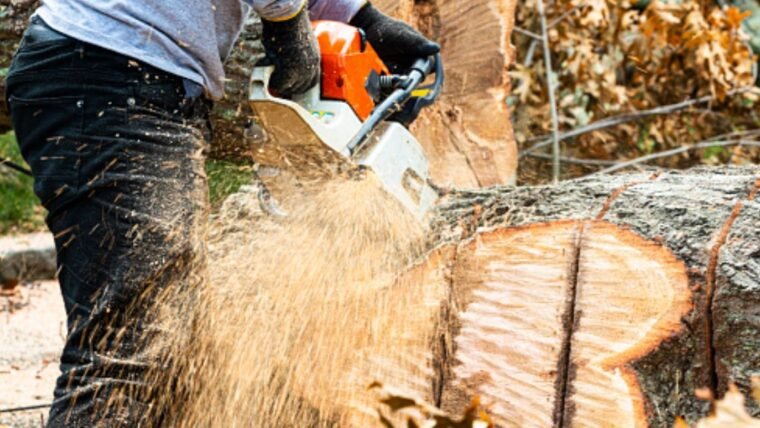 Removing Tree Stumps? Here’s What You Need to Know