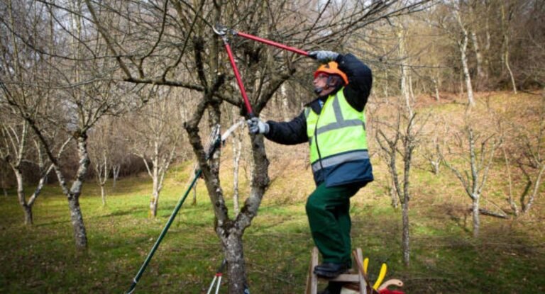 tree pruning methods
