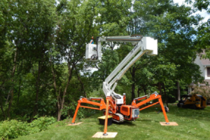 Read more about the article 6 Advantages of Hiring Tree Removal Professionals