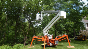 6 Advantages of Hiring Tree Removal Professionals