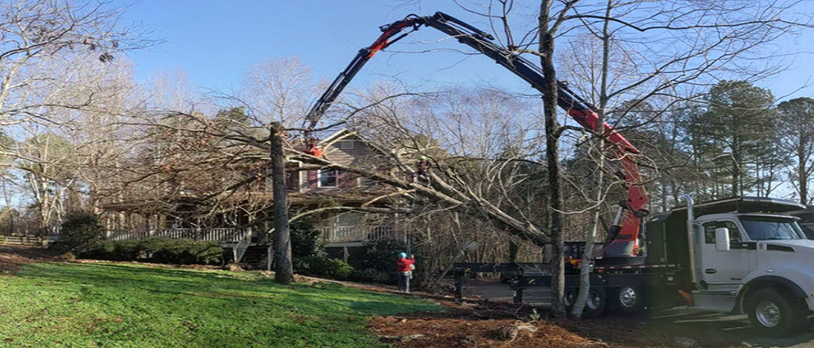 Contemplate These Crucial Factors Before Picking a Tree Service