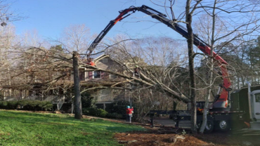 Contemplate These Crucial Factors Before Picking a Tree Service