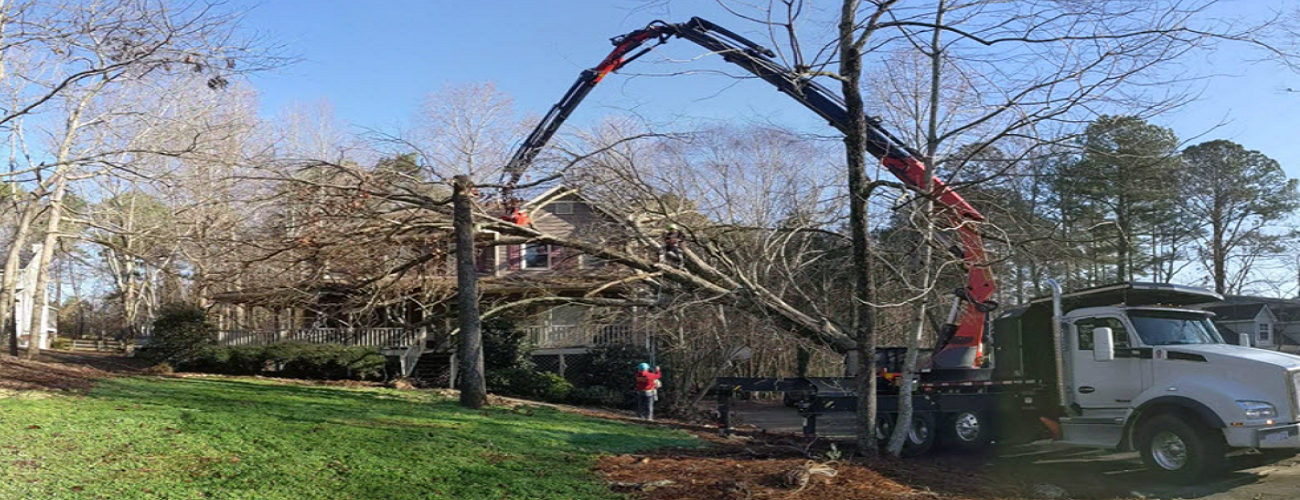 Read more about the article Contemplate These Crucial Factors Before Picking a Tree Service