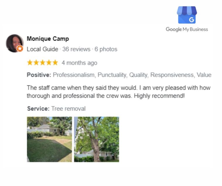 Branch Specialists Tree Service Buffalo NY (716) 400 0763