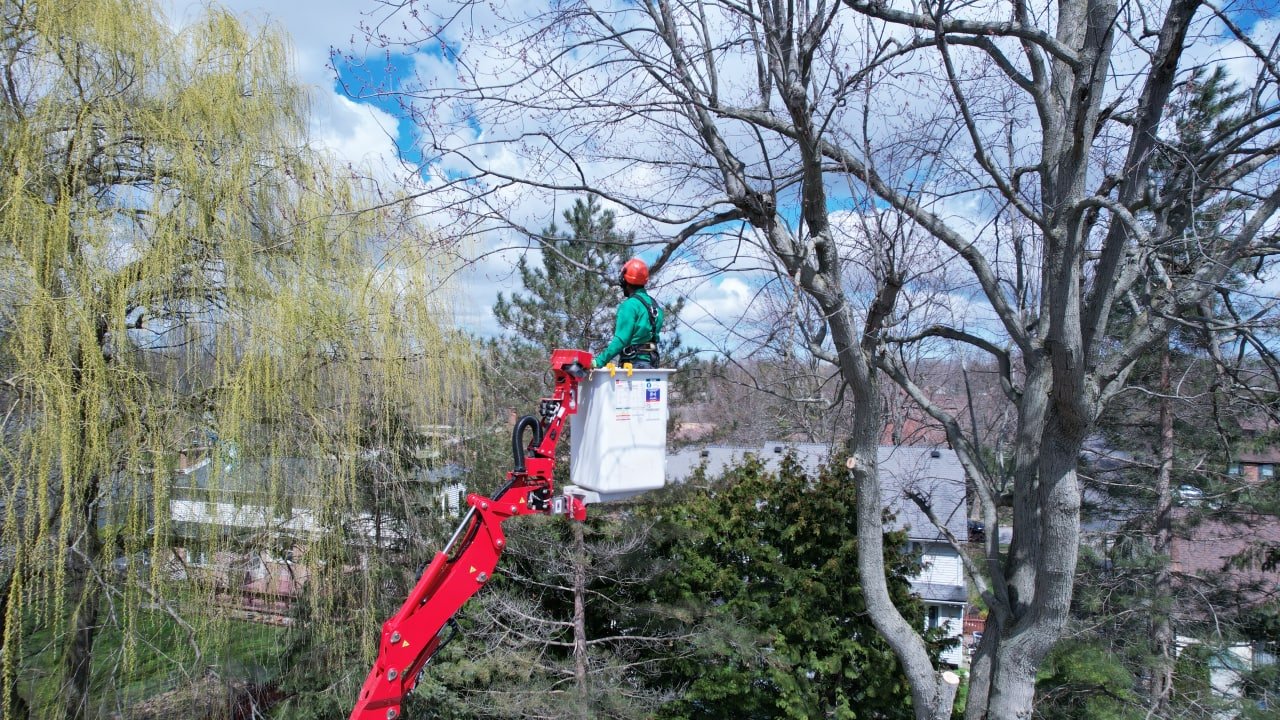 Read more about the article Preserve Your Trees with Expert Tree Services in Buffalo NY by Branch Specialists