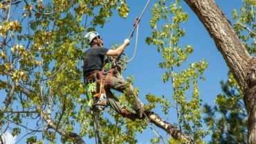 Unlock Your Trees Potential: The Benefits Of Tree Pruning Explained