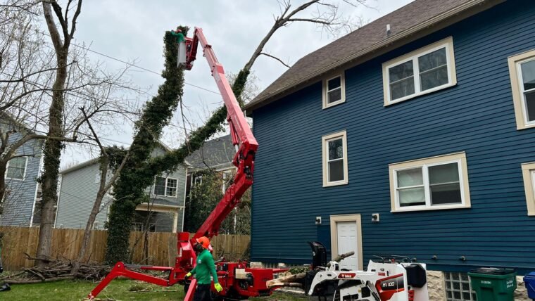 How to Determine When Your Trees Need Removal or Trimming