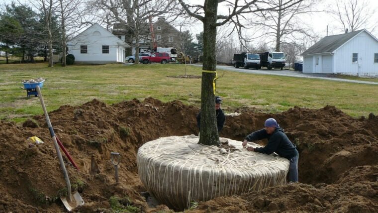 Maintain the Health and Beauty of Your Trees with Professional Tree Service in Buffalo, NY
