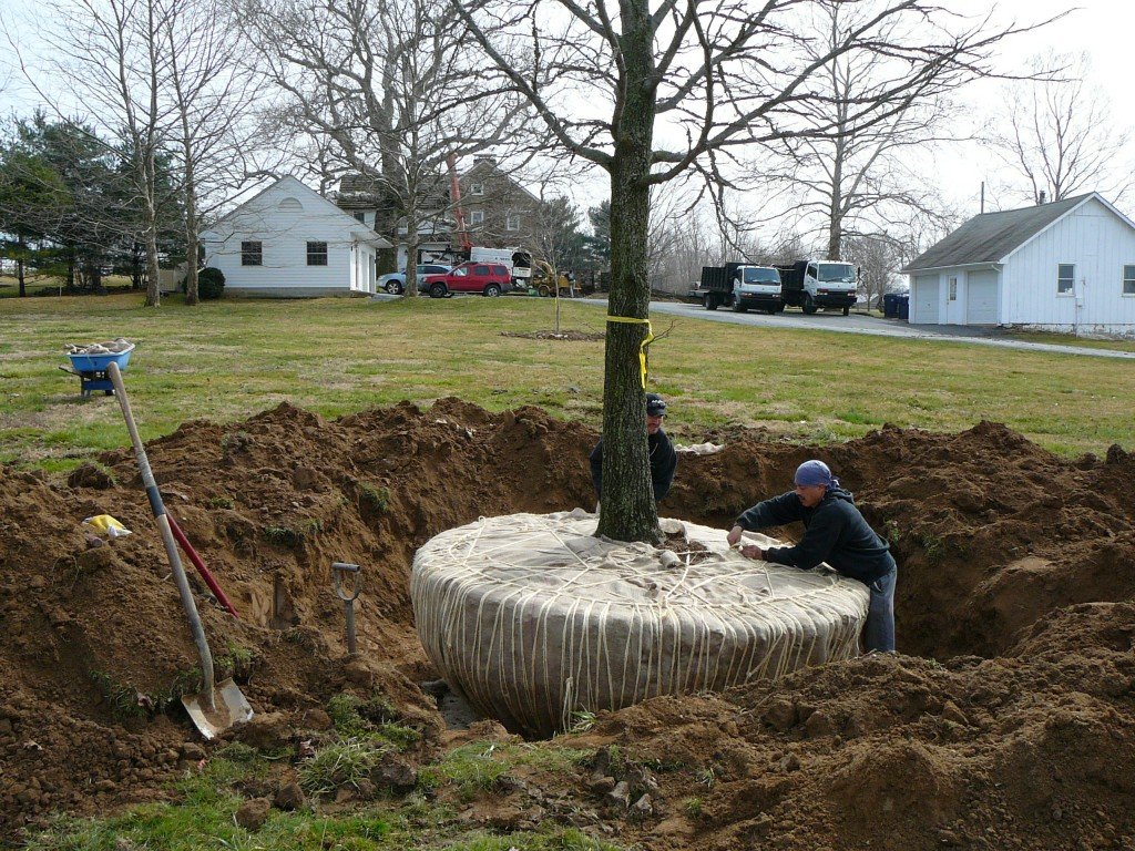 Read more about the article Maintain the Health and Beauty of Your Trees with Professional Tree Service in Buffalo, NY
