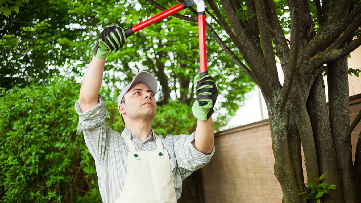 A Comprehensive Guide to Maintaining the Beauty and Health of Your Trees