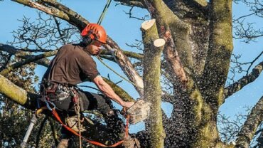Exploring the Importance of Hiring a Professional Arborist in Buffalo, NY