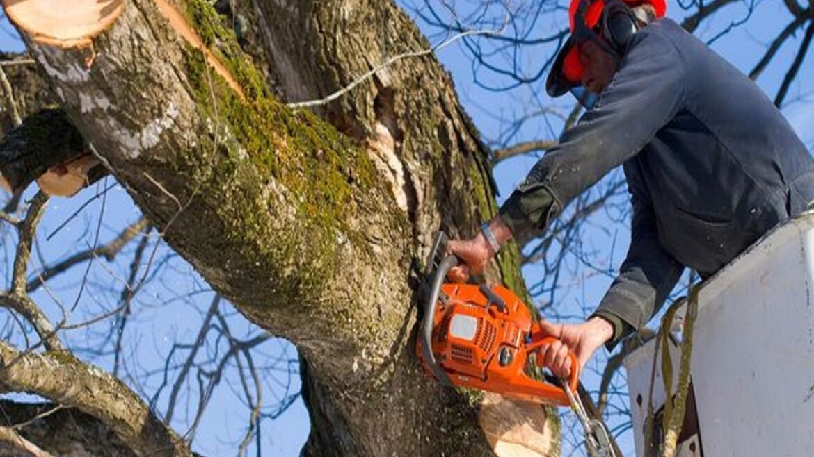 Learn the Importance of Professional Tree Services for Keeping Buffalo’s Trees Healthy and Beautiful