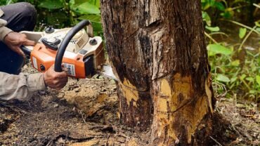 Why Tree Service is Essential in Buffalo?