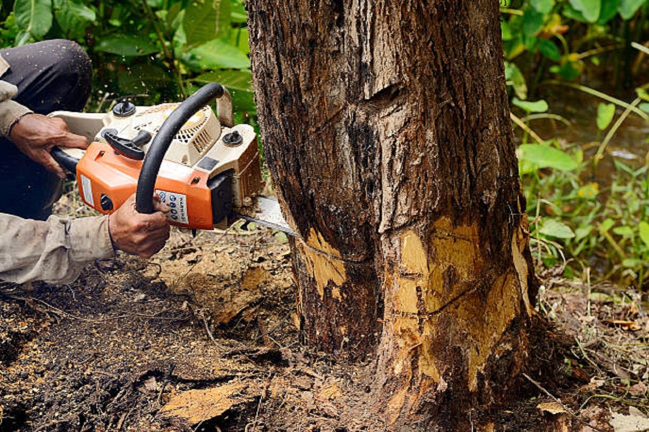Read more about the article Why Tree Service is Essential in Buffalo?
