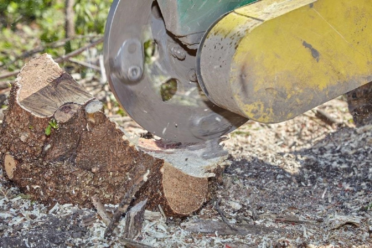 Read more about the article Unveiling Buffalo’s Best Stump Grinding Services
